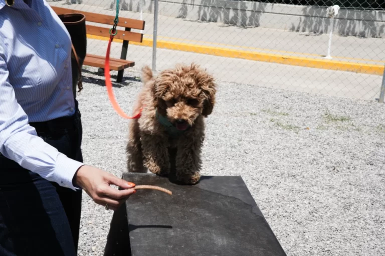 Γυναίκα δίνει σνακ σε σκύλο.