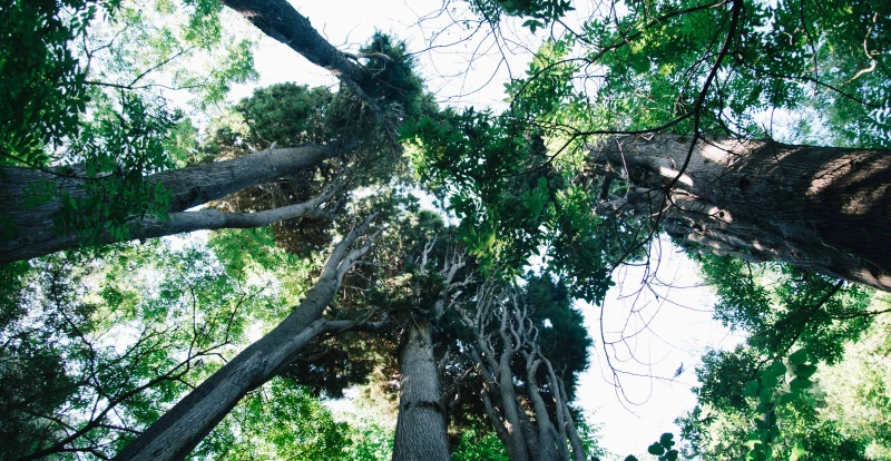 Ψηλά δέντρα φωτογραφισμένα από κάτω.